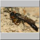 Trypoxylon figulus - Grabwespe 02a 14mm mit Kugelspinne OS-Wallenhorst-Tongrube-Lehmwand - det.jpg